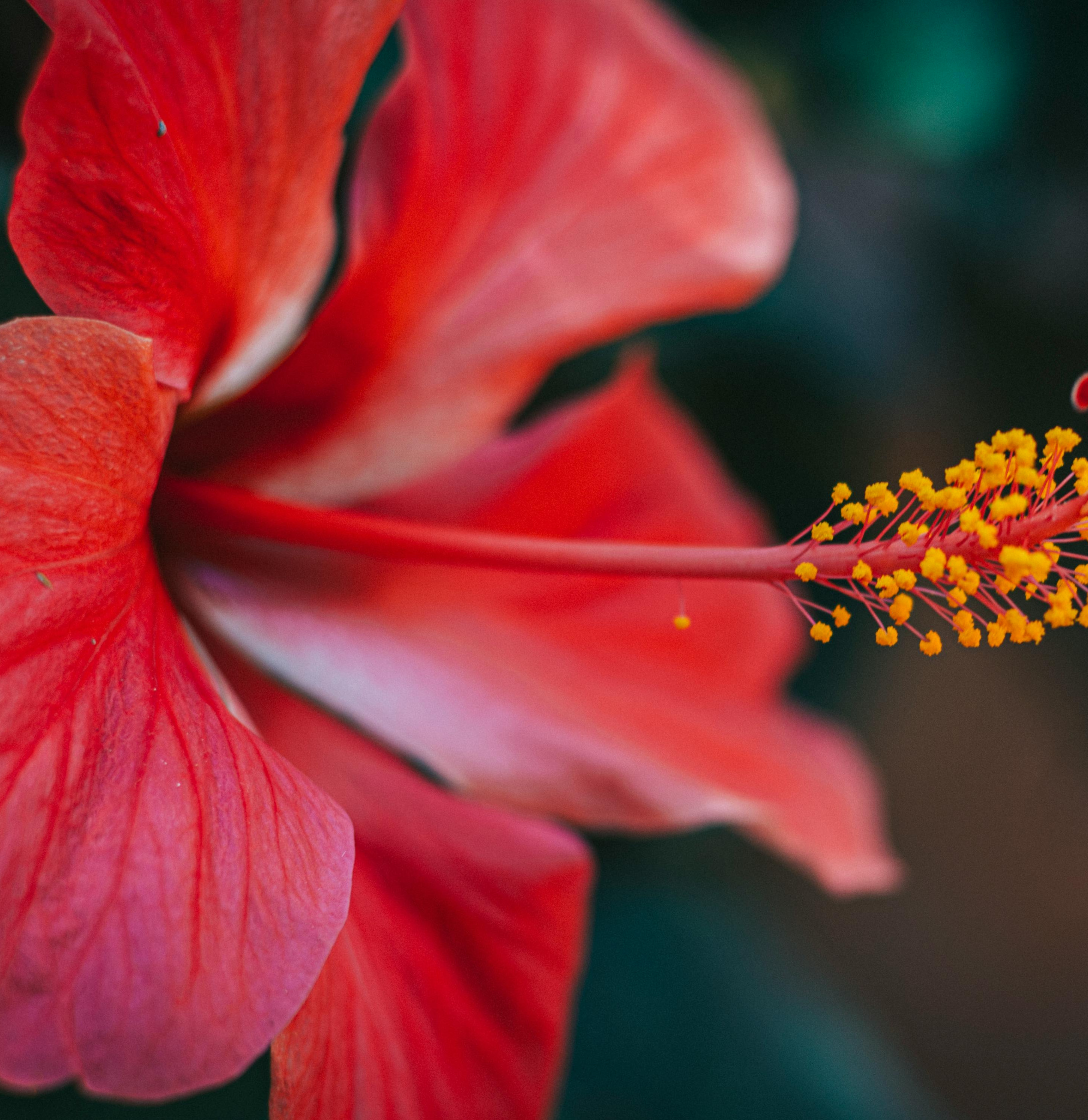 CORAIL - Extrait de Parfum